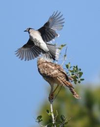 Out on a branch